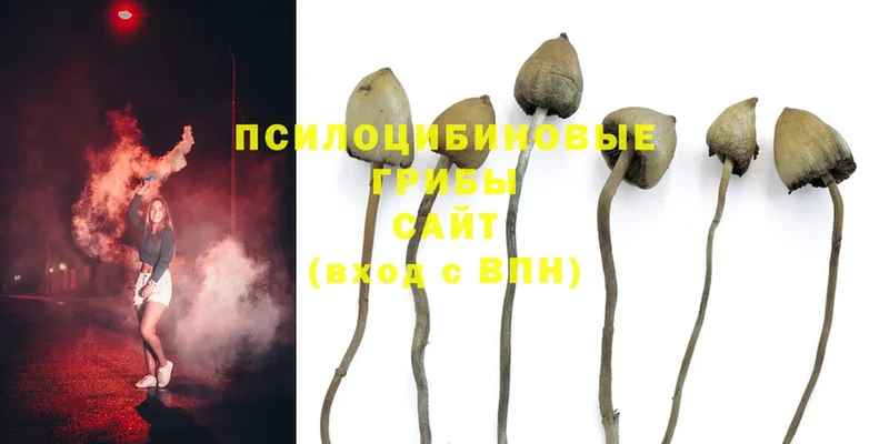 Псилоцибиновые грибы Magic Shrooms  Губкинский 